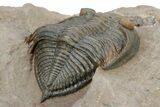 Gorgeous Zlichovaspis Trilobite - Orange Eyes #301715-3